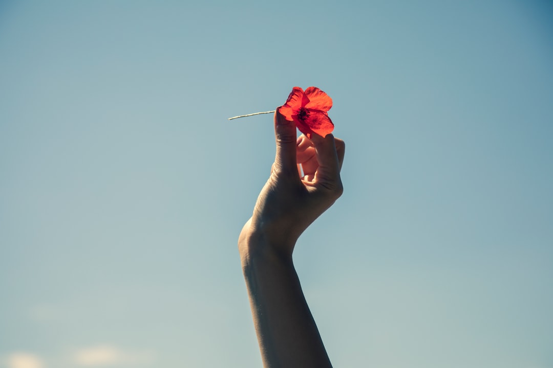 Photo rose, hand